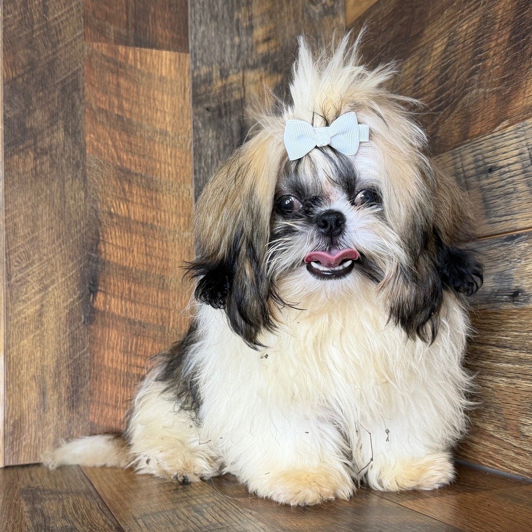 Shih Tzu puppy
