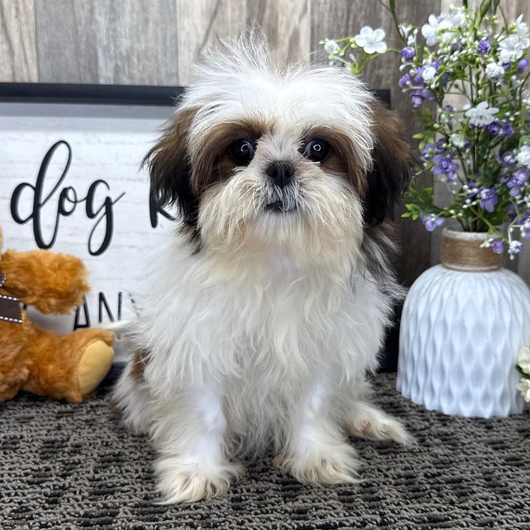 Shih Tzu puppy for sale, AKC registered