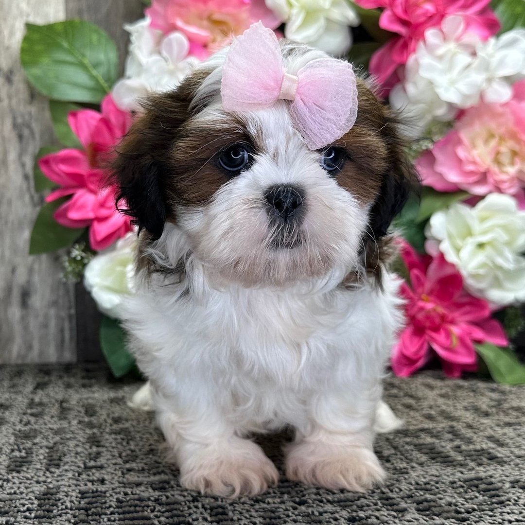 Coco - Female Shih Tzu Puppy, Black and White