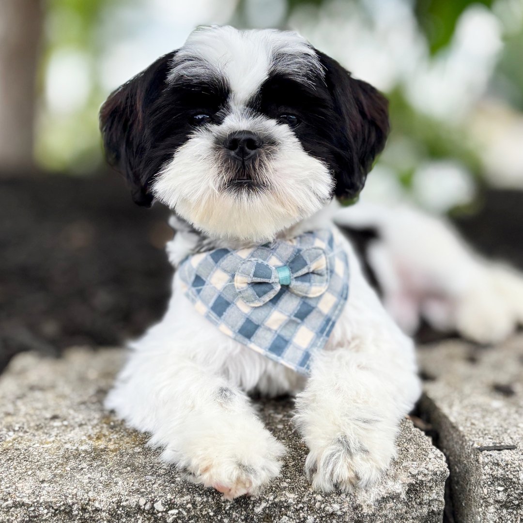 Rocky - Male Shih Tzu Puppy, Brindle and White