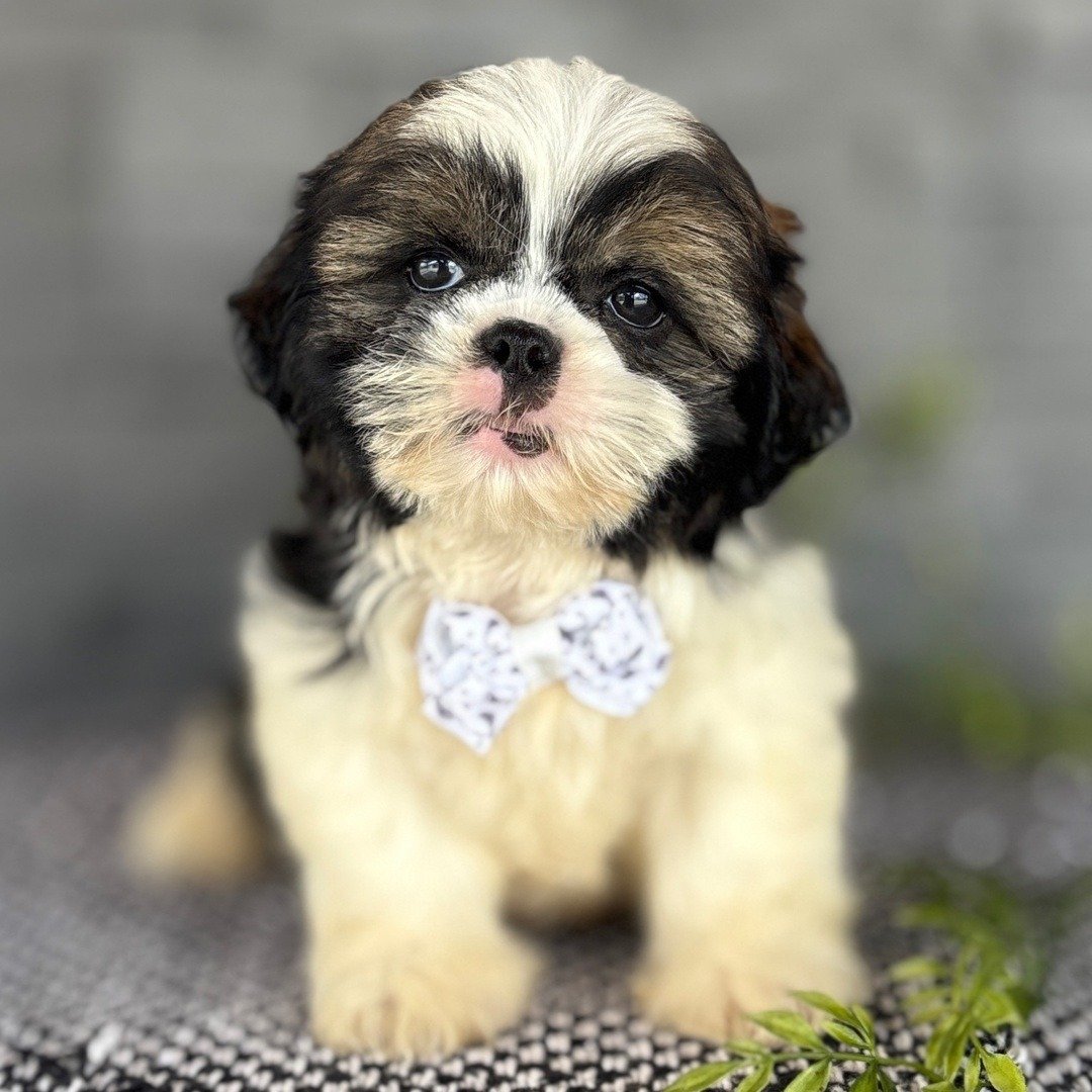 purebred shih tzu puppies