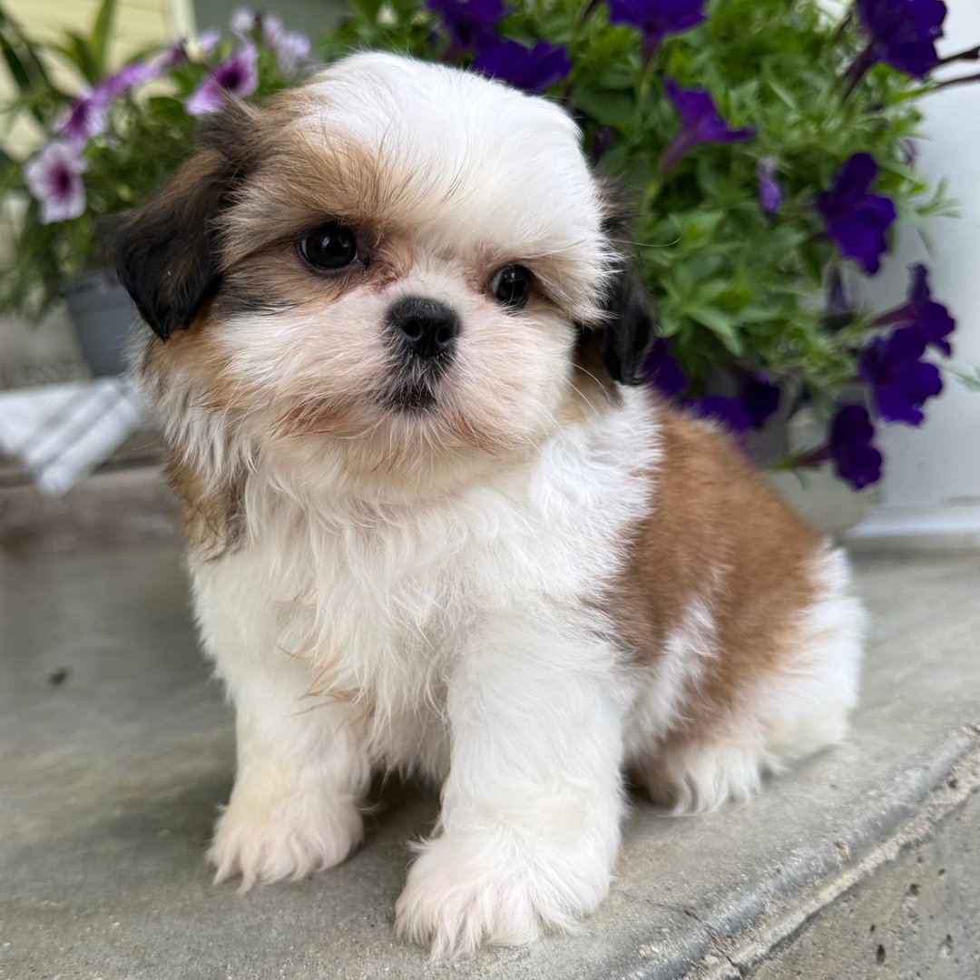 Luna - Female Shih Tzu Puppy, Liver and White