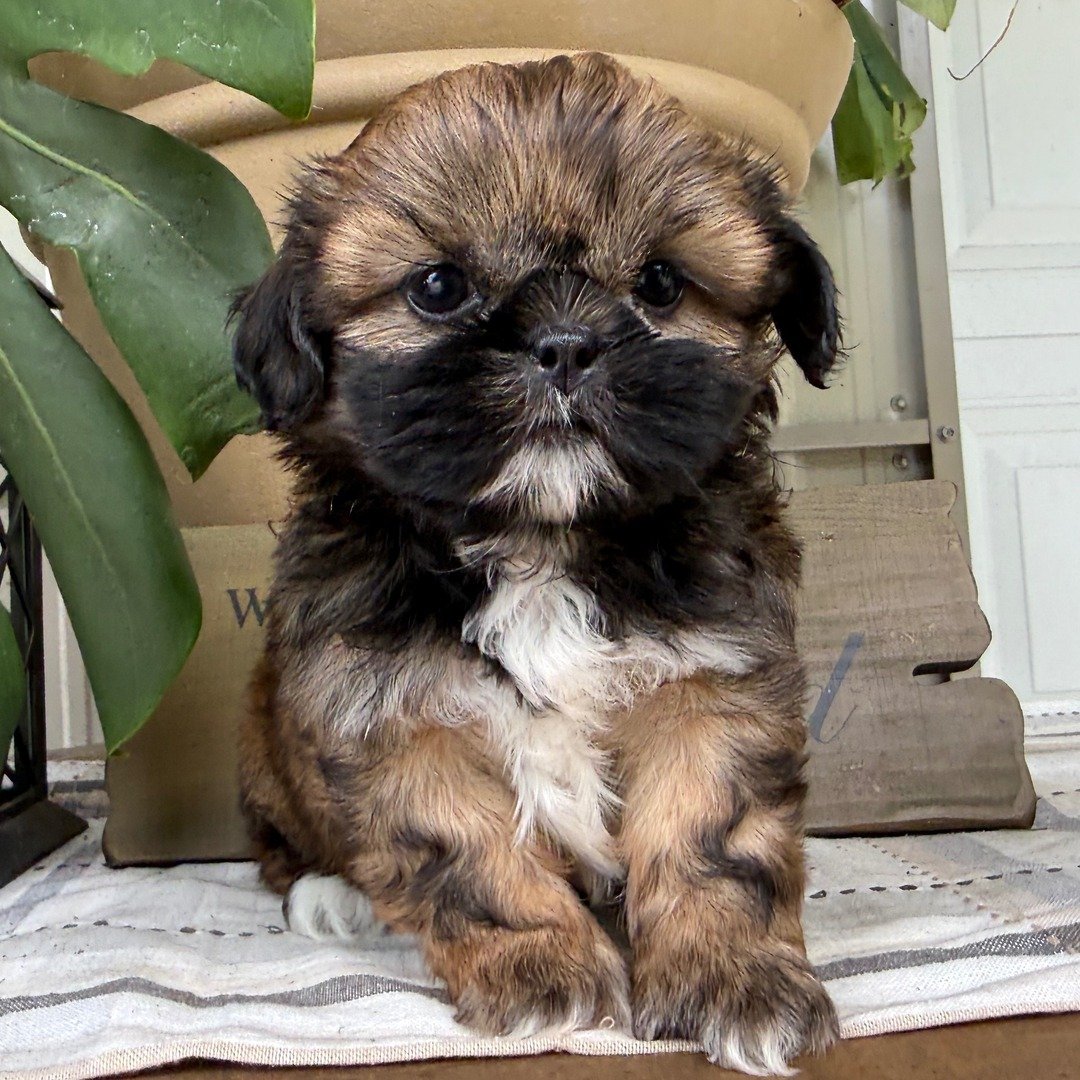 AKC Shih Tzu Puppies