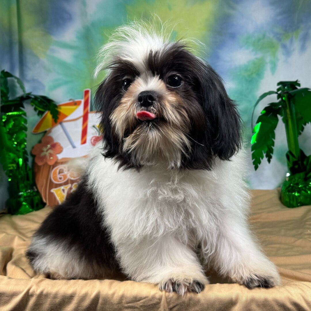 Teddy - Male Shih Tzu Puppy, Gold