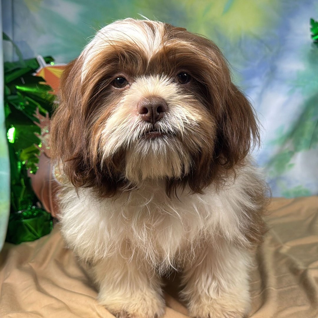 Milo - Male Shih Tzu Puppy, Brindle