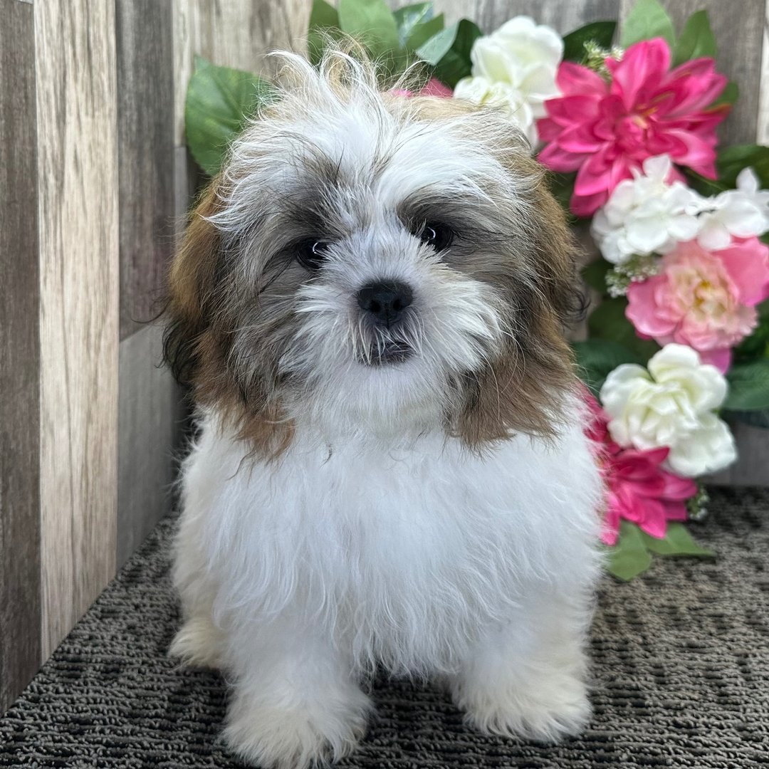 Bella - Female Shih Tzu Puppy, Gold and White
