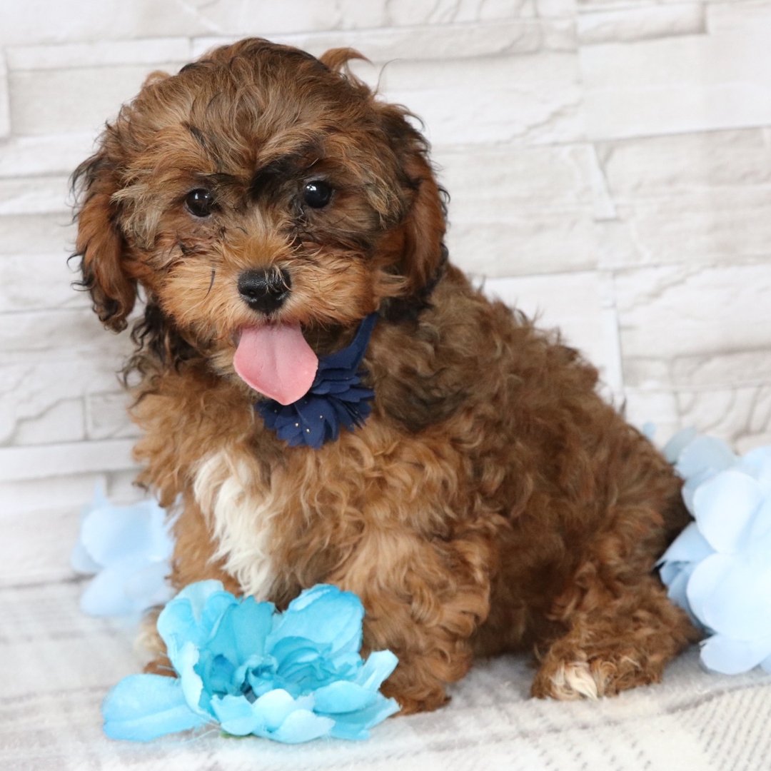Puppy Name - Female/Male Shih Tzu Puppy, Color