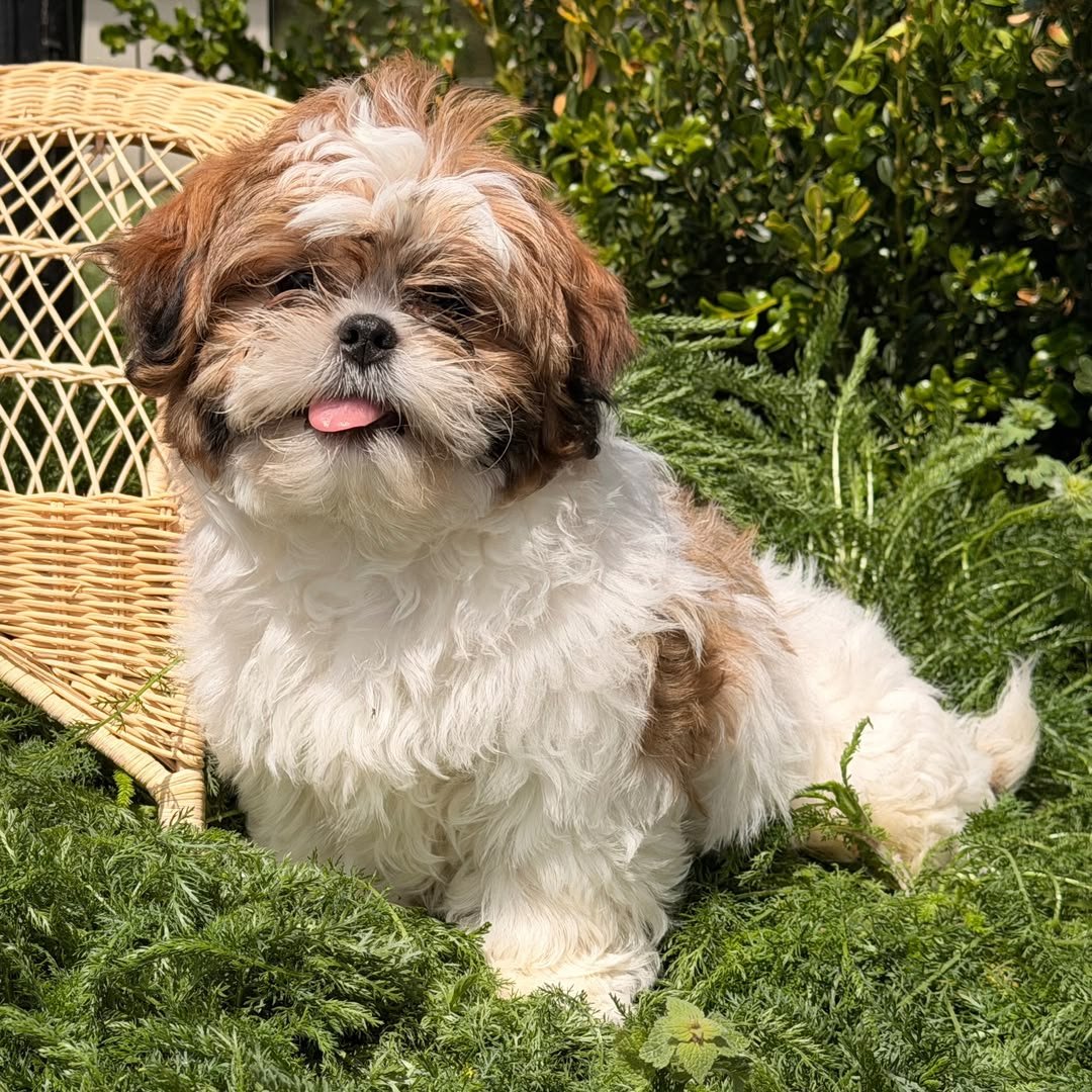 Shih Tzu puppy for sale