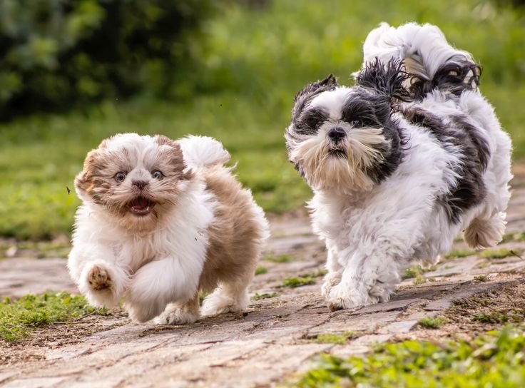 Family breeder holding Shih Tzu puppies at home