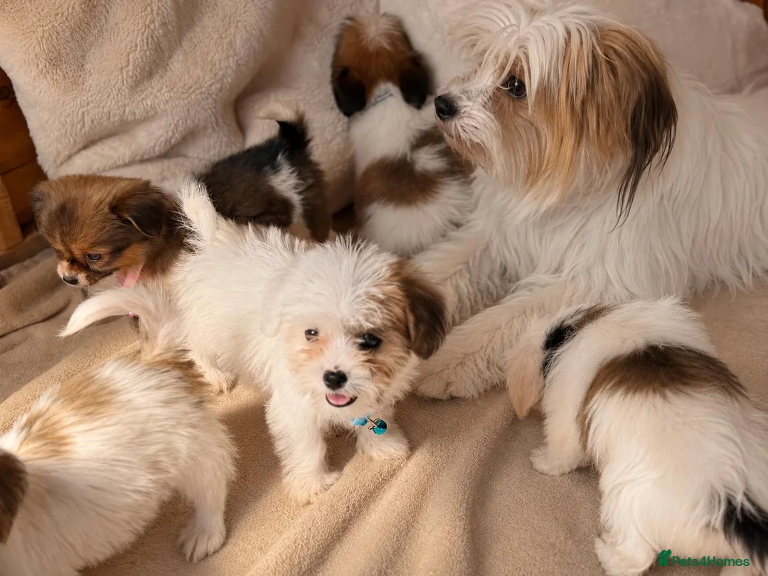 Happy family cuddling their new Shih Tzu puppy at home